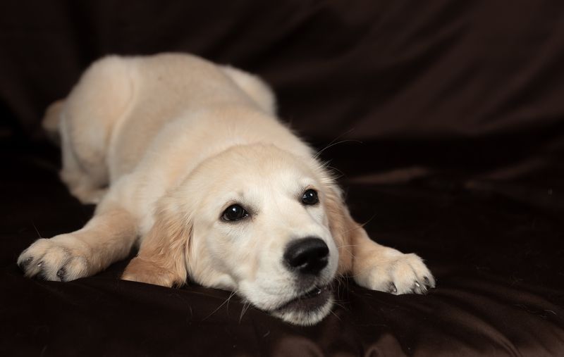 Мегиphoto preview