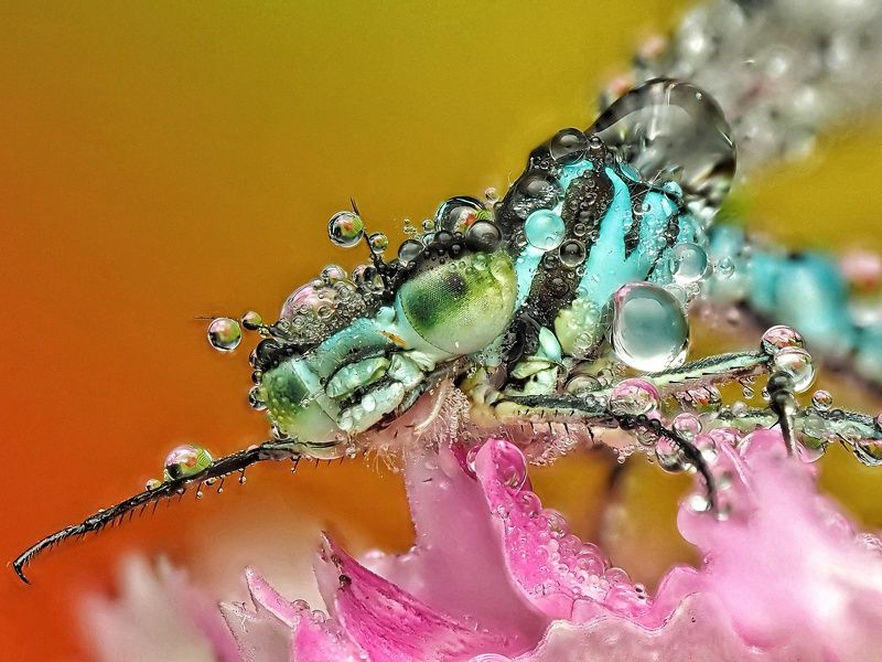 Попрыгунья стрекоза  в утренней росеphoto preview