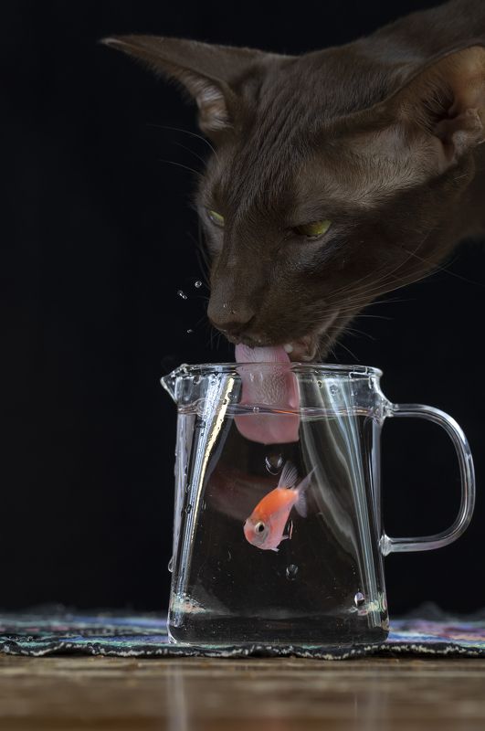 кот, ориентал, рыбка Ловись, рыбка)photo preview