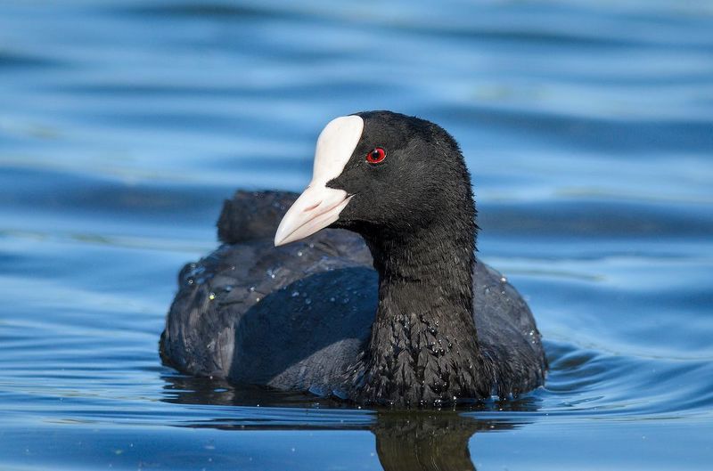 #лысуха Лысухаphoto preview