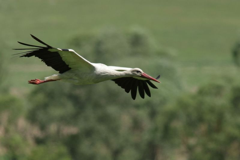 Белый аист - Ciconia ciconiaphoto preview
