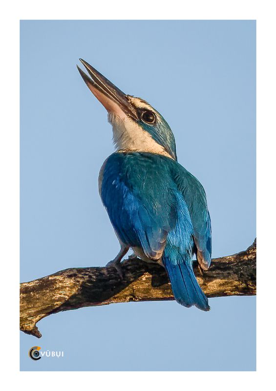 wildlife Collared Kingfisher in the mangrove forestphoto preview