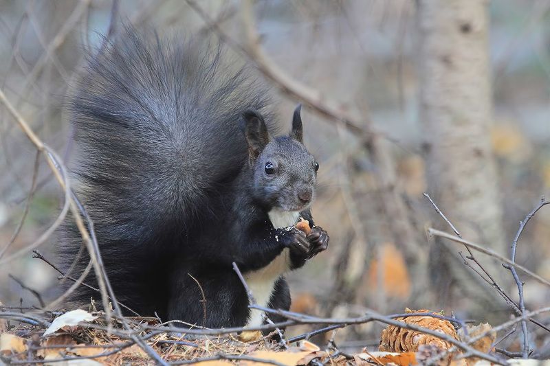 белка Не видишь?..... я кушаю.photo preview