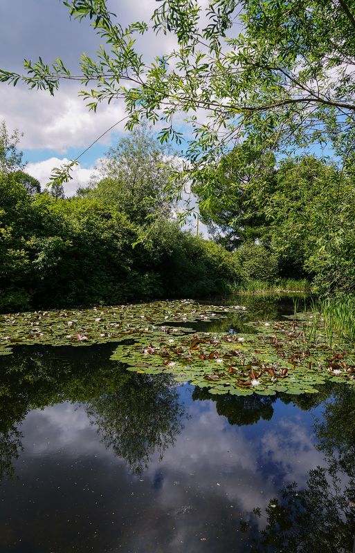 там лилии цветут...photo preview