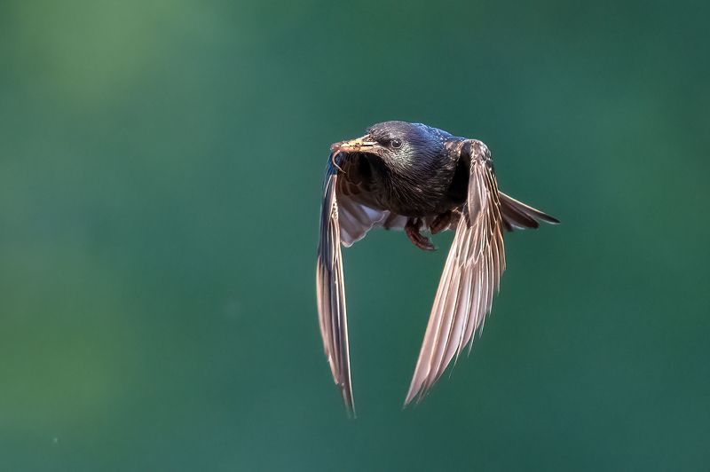 Скворцы.photo preview