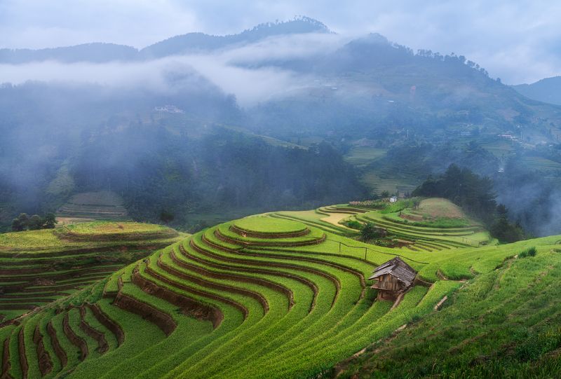 вьетнам, му кан чай, провинция, лао кай, рис, рисовое, поле, терраса, рисовые, террасы, холм, деревня, горы, осень, азия, vietnam, mu cang chai, province, lao cai, rice, paddy, paddies, field, hill, mountain, traditional, hut, terrace, terraces, autumn Му Кан Чай / Mu Cang Chai фото превью