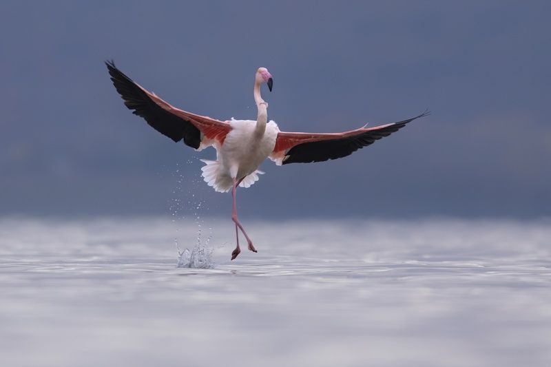 Розовый фламингоphoto preview