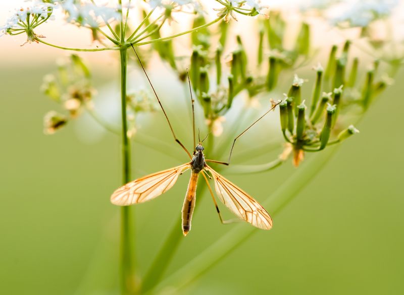 Акробатphoto preview