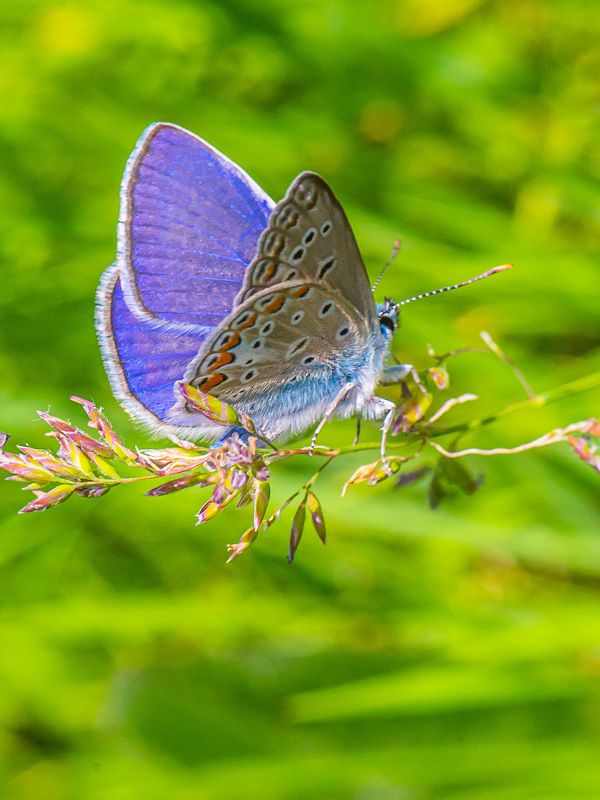 бабочка, икар, голубянка, Голубянка Икар. фото превью