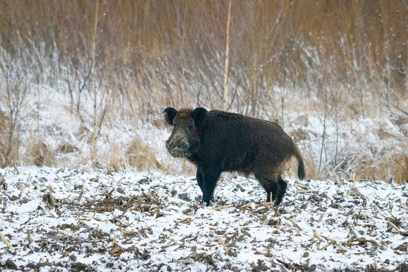 #кабан Кабанчикphoto preview