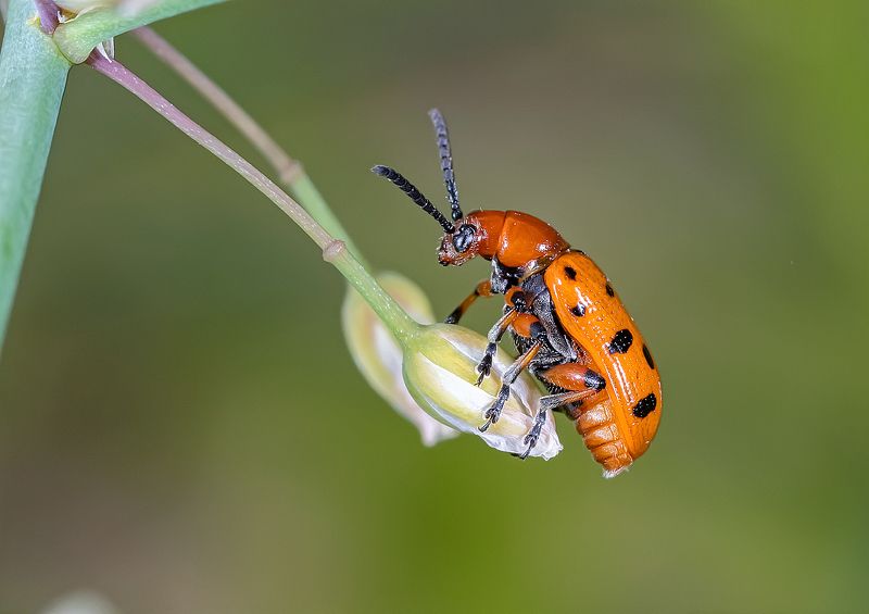 трещалка двенадцатиточечная, жуки, насекомые, макро Жук трещалкаphoto preview