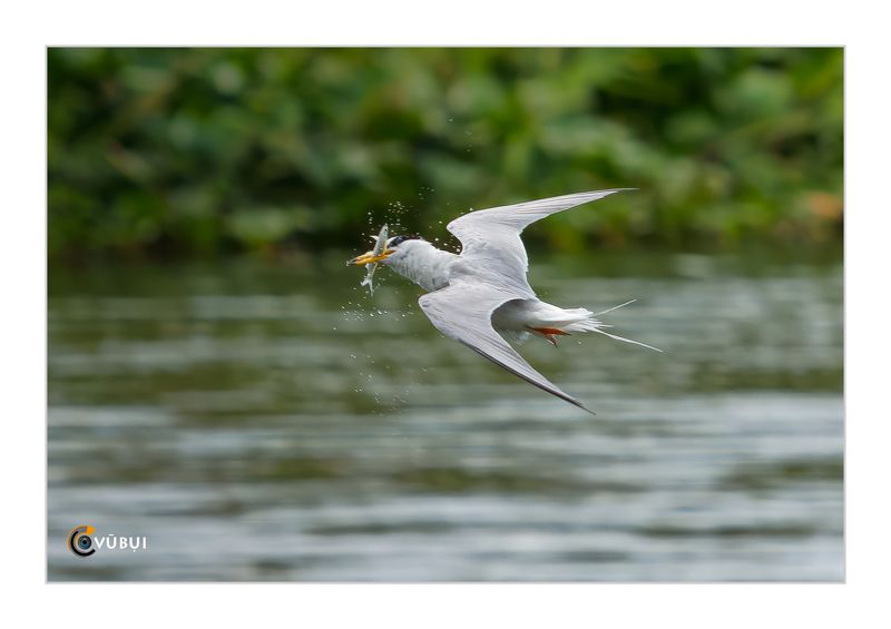 Gygis alba huntsphoto preview