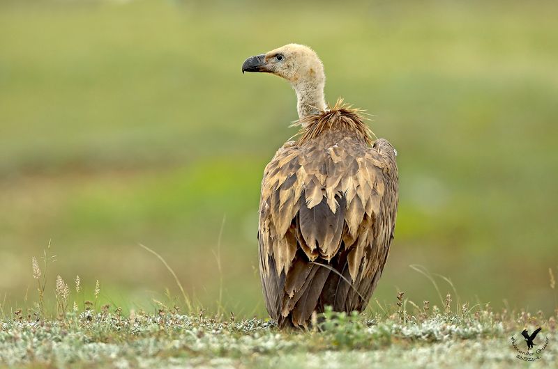белоголо́вый сип Одиночество.photo preview