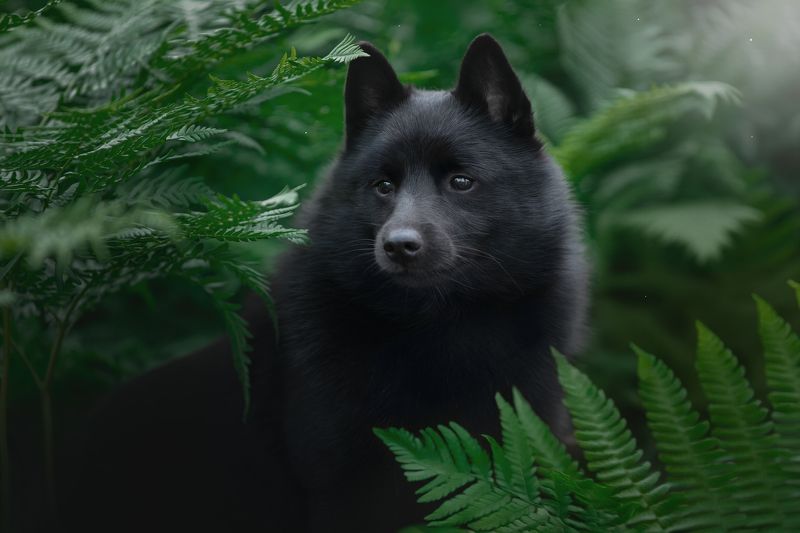 Шиперкеphoto preview