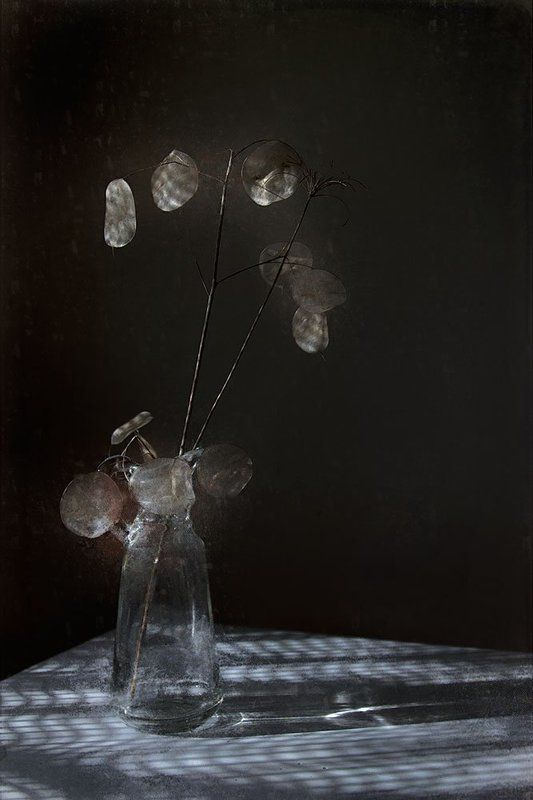 лунария или клетчатоphoto preview