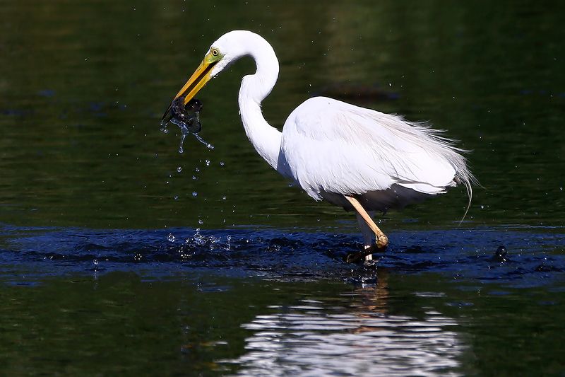 #birds, #fauna, #nature, #wildlife, #птицы, #цапля Трапеза...photo preview