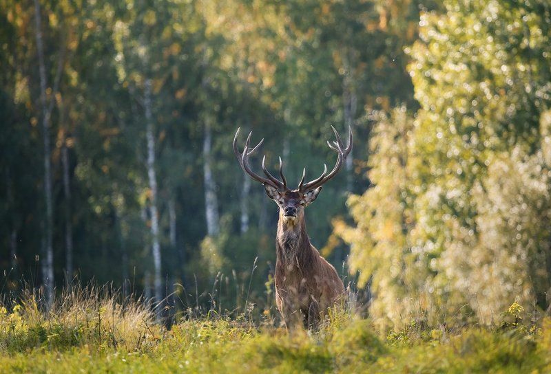 Живу я здесьphoto preview