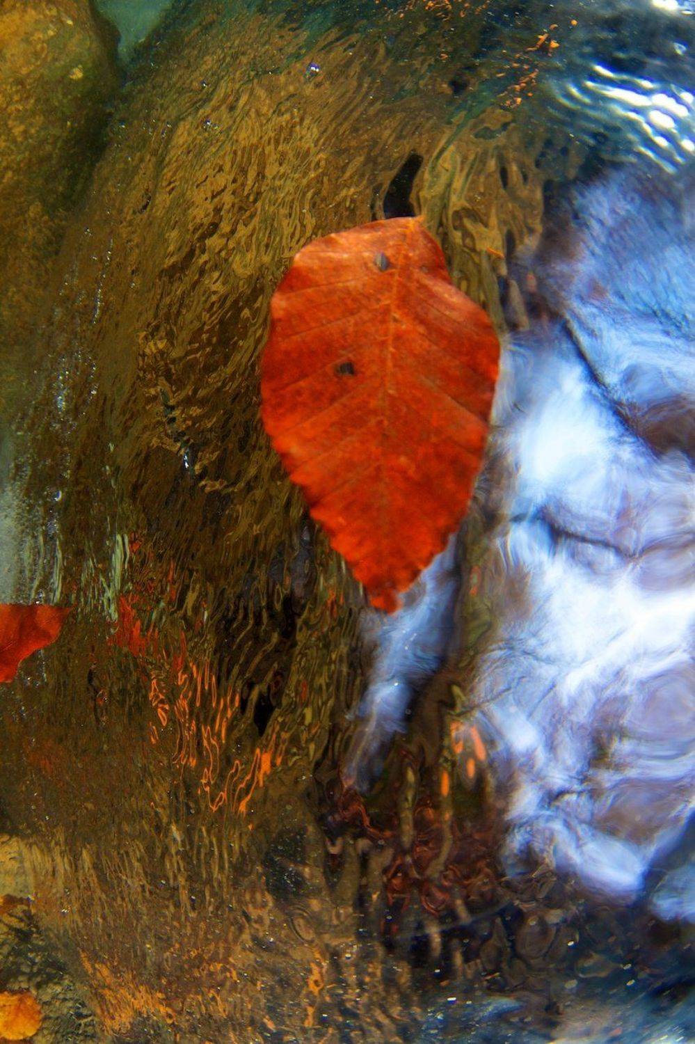 Осень, Никифоров Егор