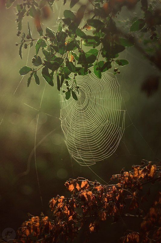 паутина, ягоды photo preview