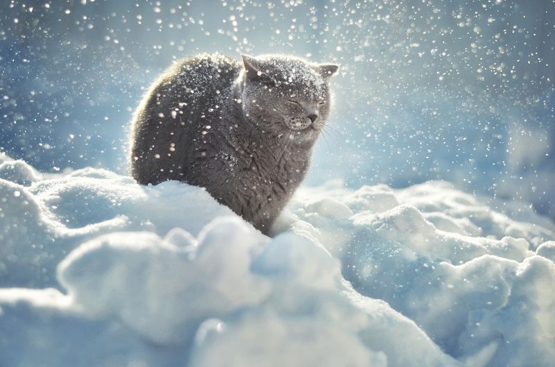 Let it snow!photo preview