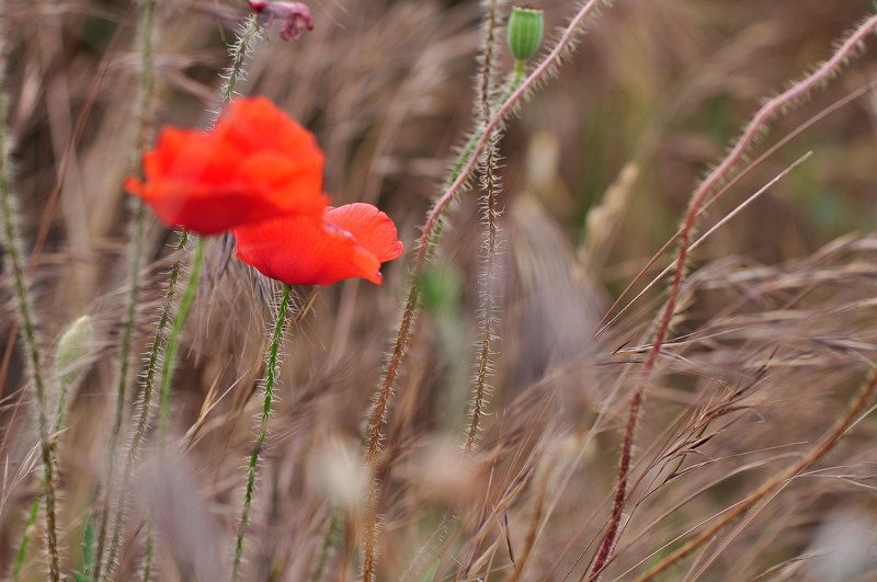 красные макиphoto preview
