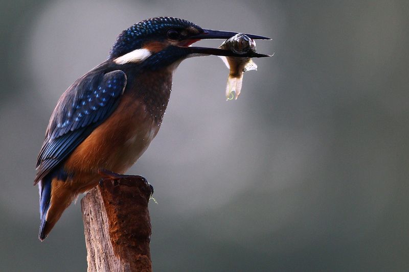 #birds, #fauna, #kingfisher, #nature, #wildlife, #зимородок, #природа, #птицы, #рассвет, #утро, #фауна Ранний завтрак...photo preview