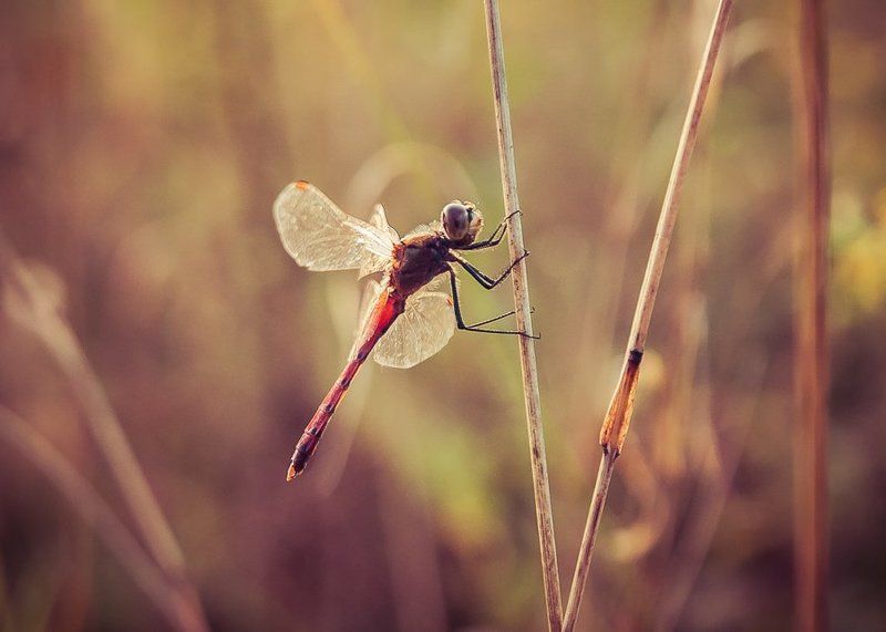 ...dragonfly...photo preview
