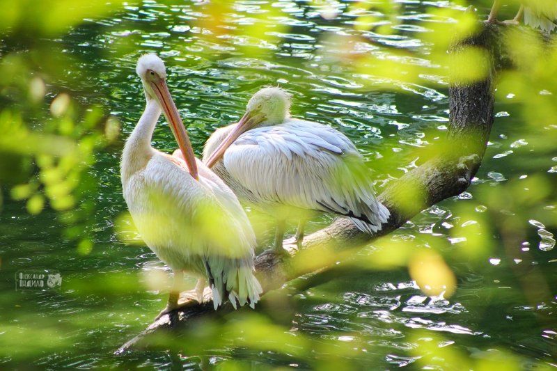 Из будней пеликанов...photo preview