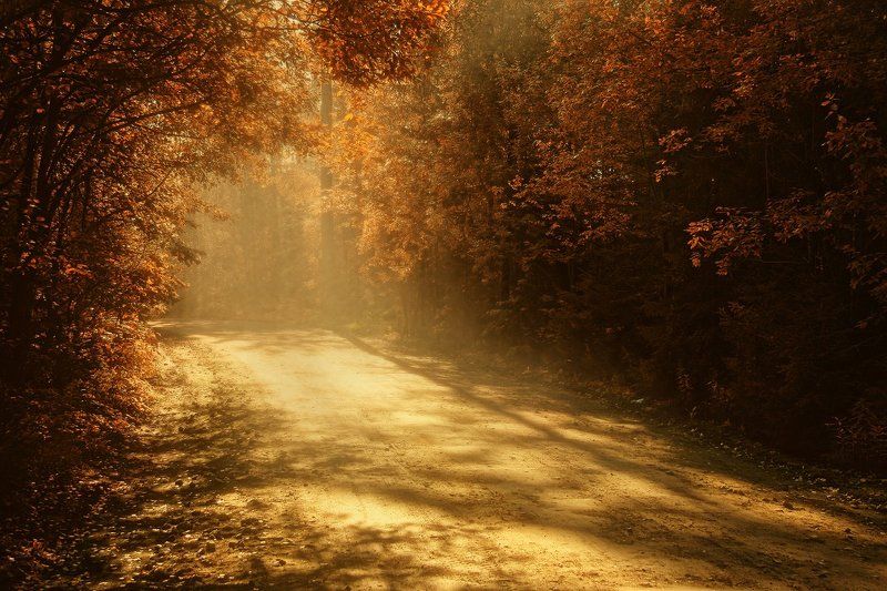 осень, дорога, солнце Осенний блюзphoto preview