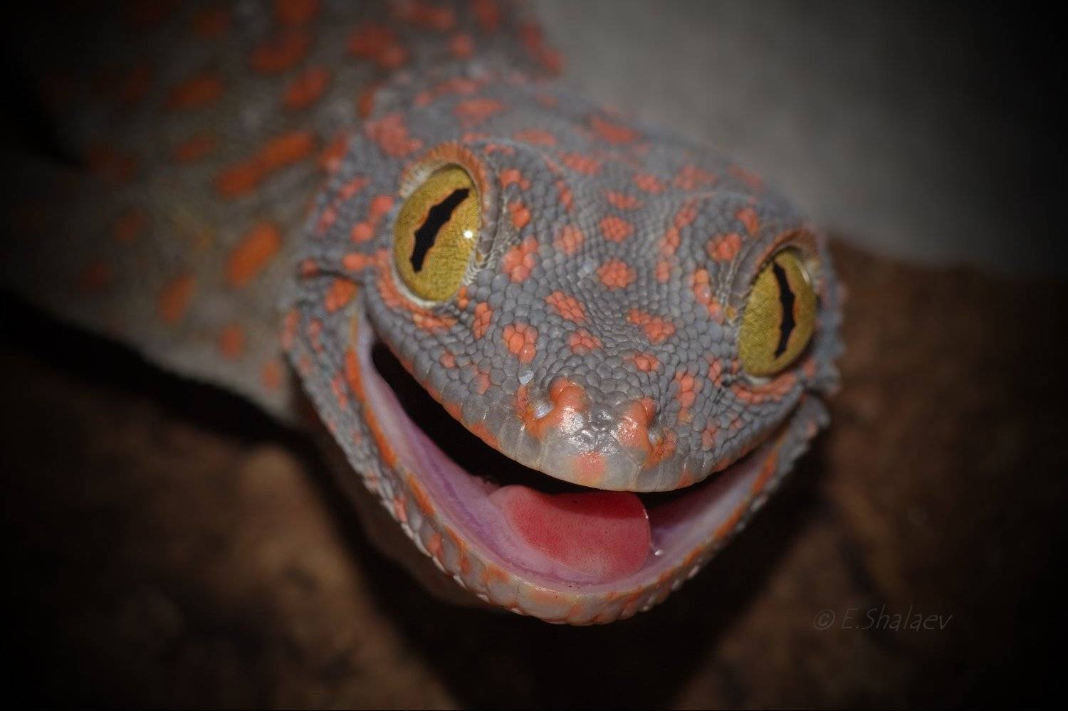 Gekko gecko, Геккон, Геккон токи, Рептилии, Токи, Ящерица, Евгений