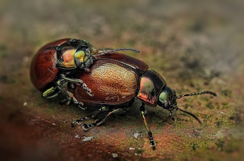 Камасутра...photo preview