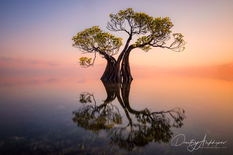 Деревоphoto preview