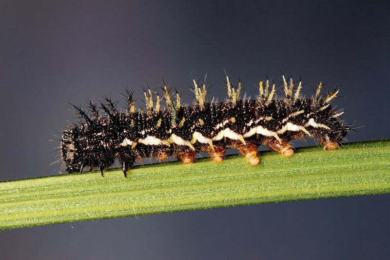 макрофото, макрофотографии, фотомакро, насекомые, макромир, макрофотограф, макроаддикт, макро_мир, naturelovers, naturelover, naturephotography, macrolove, macro_love, biodiversity, macrophotography, macro, macronature, entomology, arthropods, arthropod,   фото превью