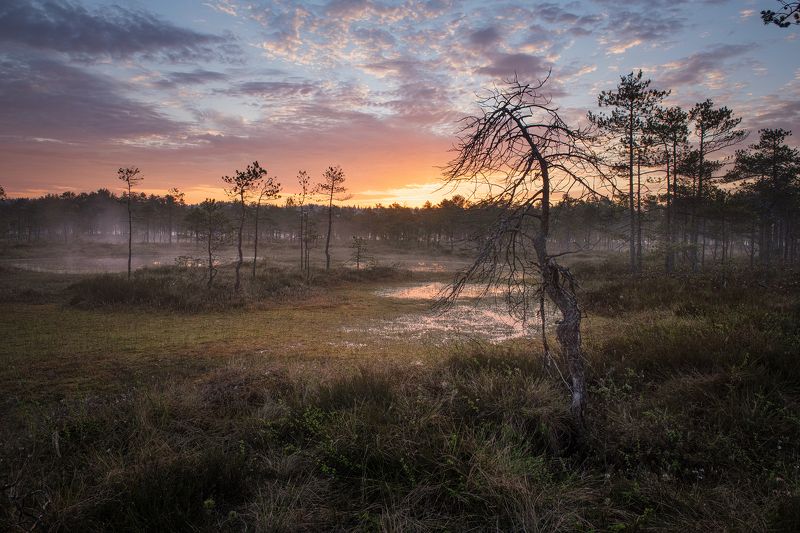 Болото.photo preview