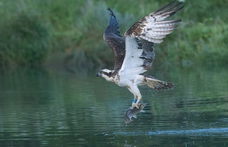 osprey, birds, birds of prey, fishing, action, canon Ospreyphoto preview