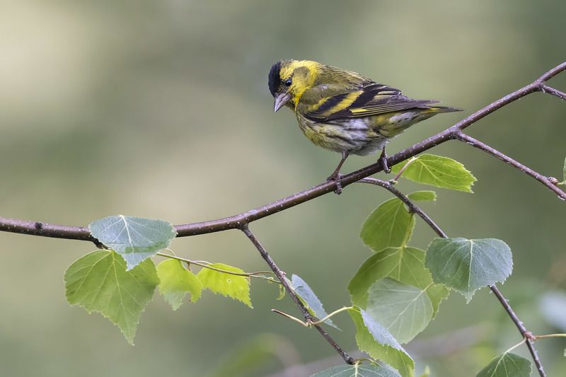 Птицы, Подмосковье Чижикphoto preview