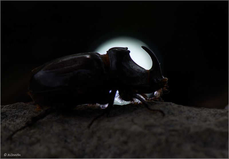 жук,носорог,рог,изгиб,полнолуние Изгиб полнолуния фото превью