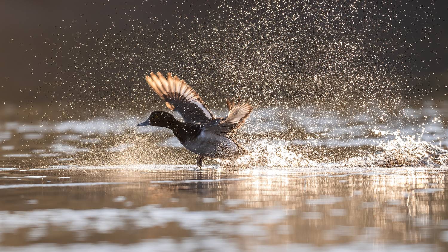 Хохлатая чернеть.. Автор: Калинин Михаил , Калинин Михаил