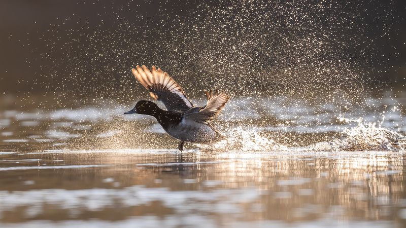 Хохлатая чернеть.photo preview