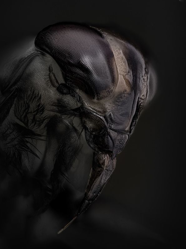 notonecta, glauca Гладыш обыкновенныйphoto preview