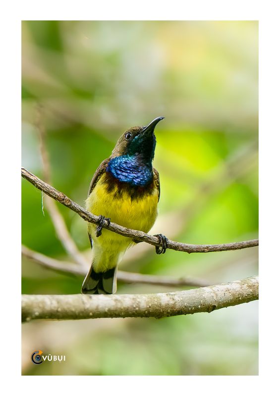 Olive-backed Sunbird in the morning sunlightphoto preview