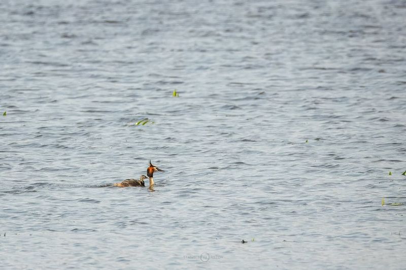 Чомга с птенцомphoto preview
