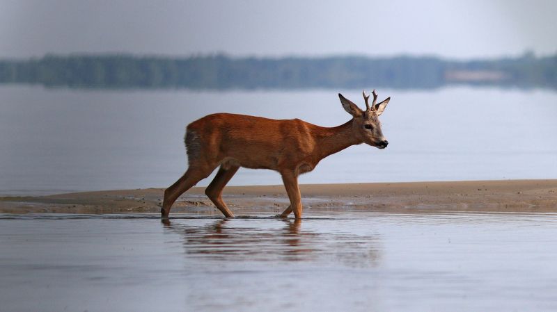 европейская косуля, capreolus capreolus, roe deer, куршский залив Косуля на Куршском заливеphoto preview