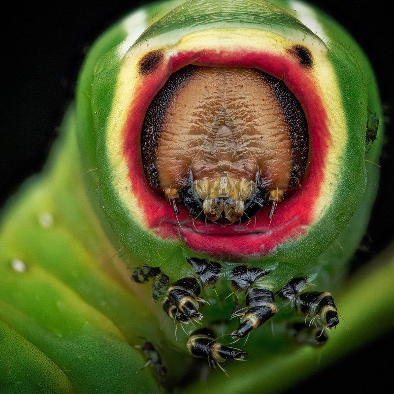 Cerura vinulaphoto preview