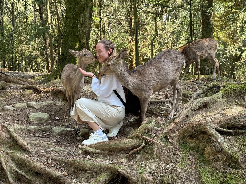 In Nara Park, Japanphoto preview