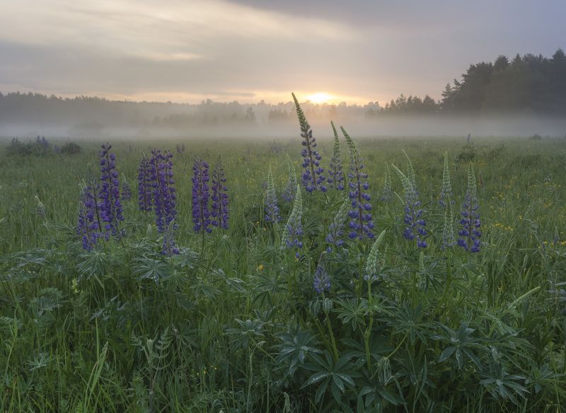 люпины photo preview