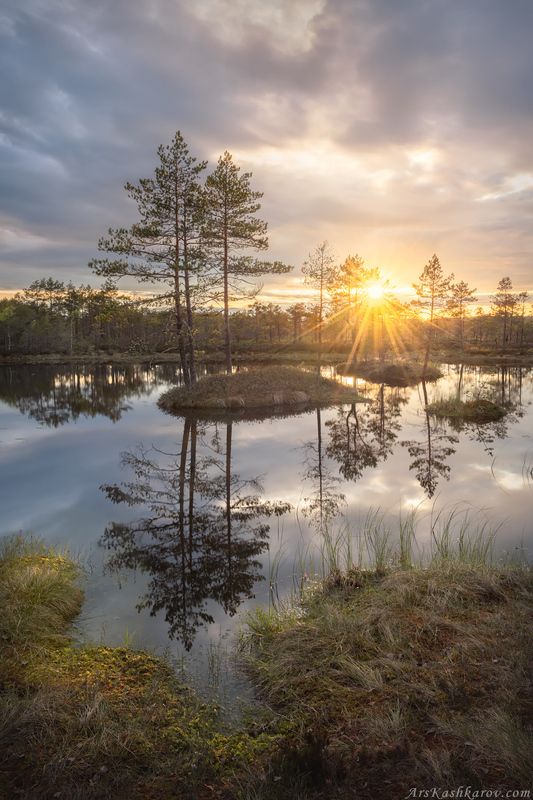 болото, природа ленинградской области, живопись северных болот, фототур, ленобласть, сосна, островки \