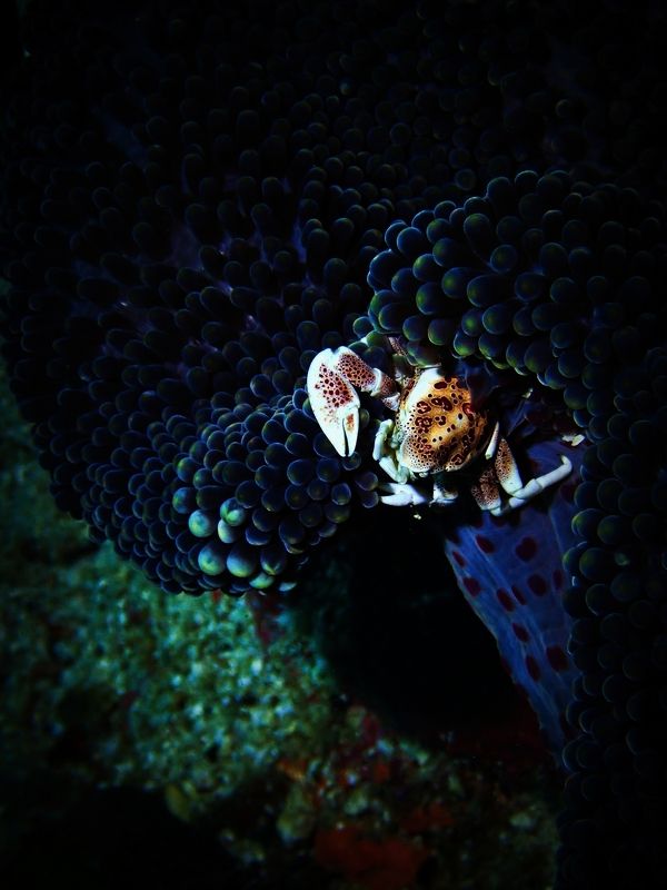 Веерный краб-малышphoto preview