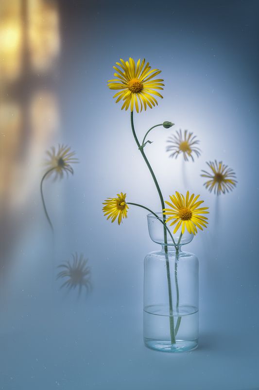 цветы, ромашки, панорама photo preview