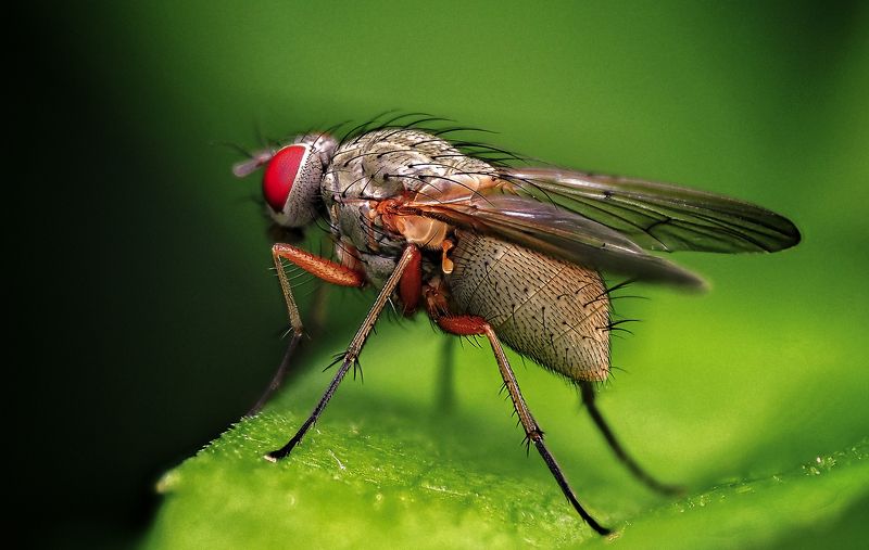 Муха Муха цокотухаphoto preview